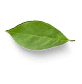 Leaf Left