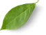 Right Top Decoration